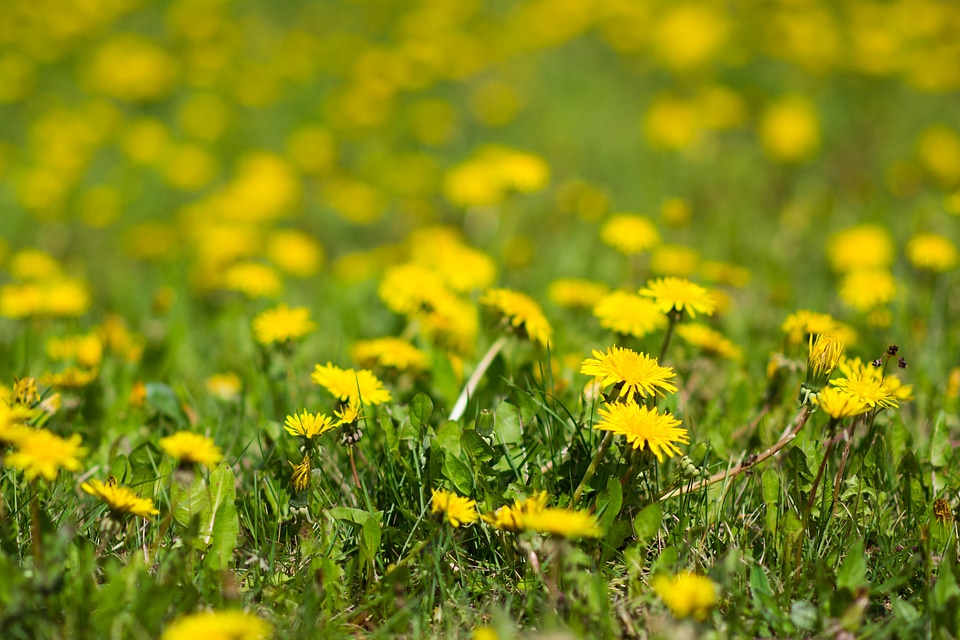 Weeds flowers flora