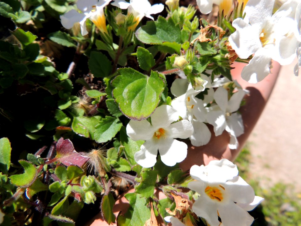 Sutera cordata Kuntze. Scrophulariaceae. "Bacopa" (no confundir con el género Bacopa), "bacopa ornamental", "bramia", "copo de nieve gigante", "ildefonsia", "sútera o sutera", "tormenta de nieve".