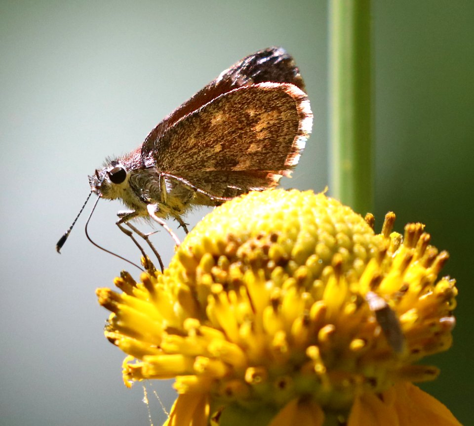 ROADSIDE-SKIPPER, CASSUS (Amblyscirtes cassus) (6-30-2020) 7150 ft, at a creek 0.4 miles down comfort springs trail from ramsey cayn vista c g, cochise co, az -05