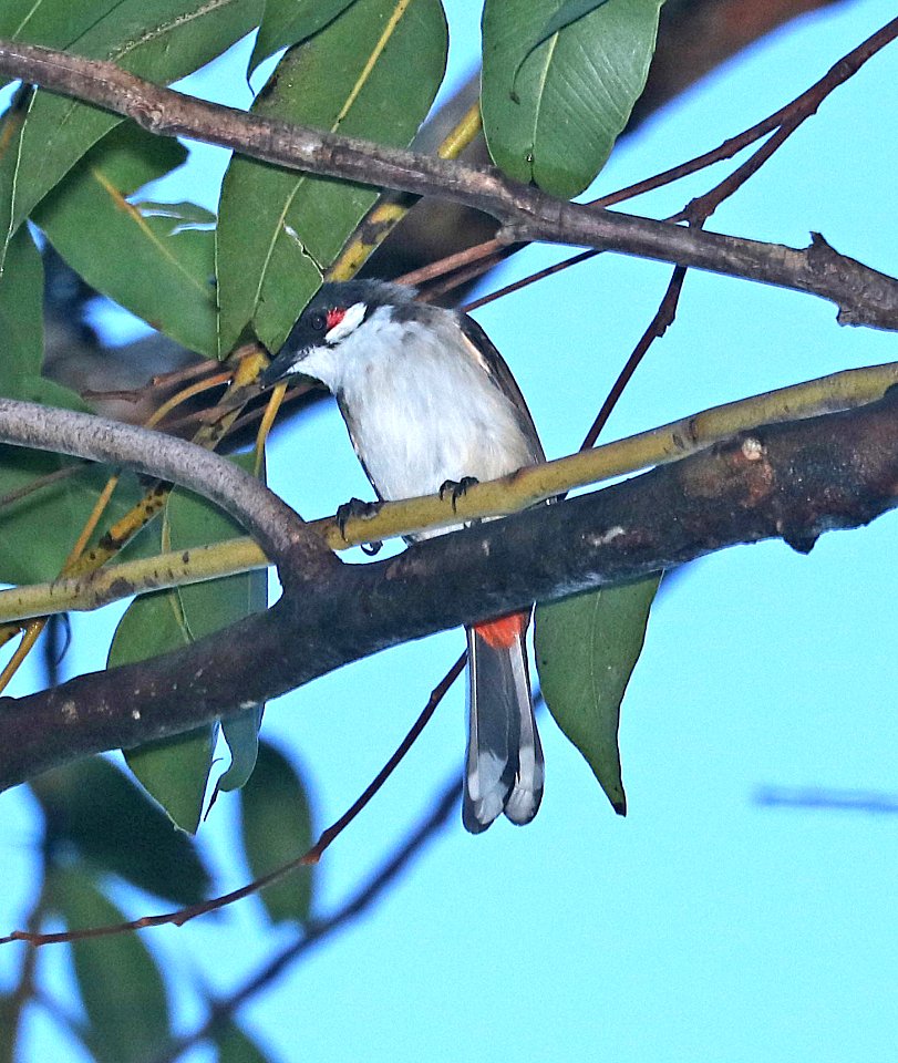 RED-WHISKERED BULBUL (9-19-2017) aiea loop trail, keaiwa heiau recreation area, honolulu co, hawaii -02
