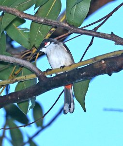 RED-WHISKERED BULBUL (9-19-2017) aiea loop trail, keaiwa heiau recreation area, honolulu co, hawaii -02