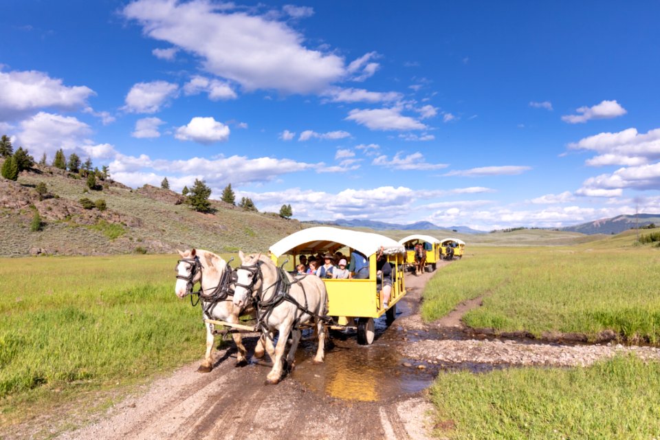 Covered wagons arriving at Yanceys Hole