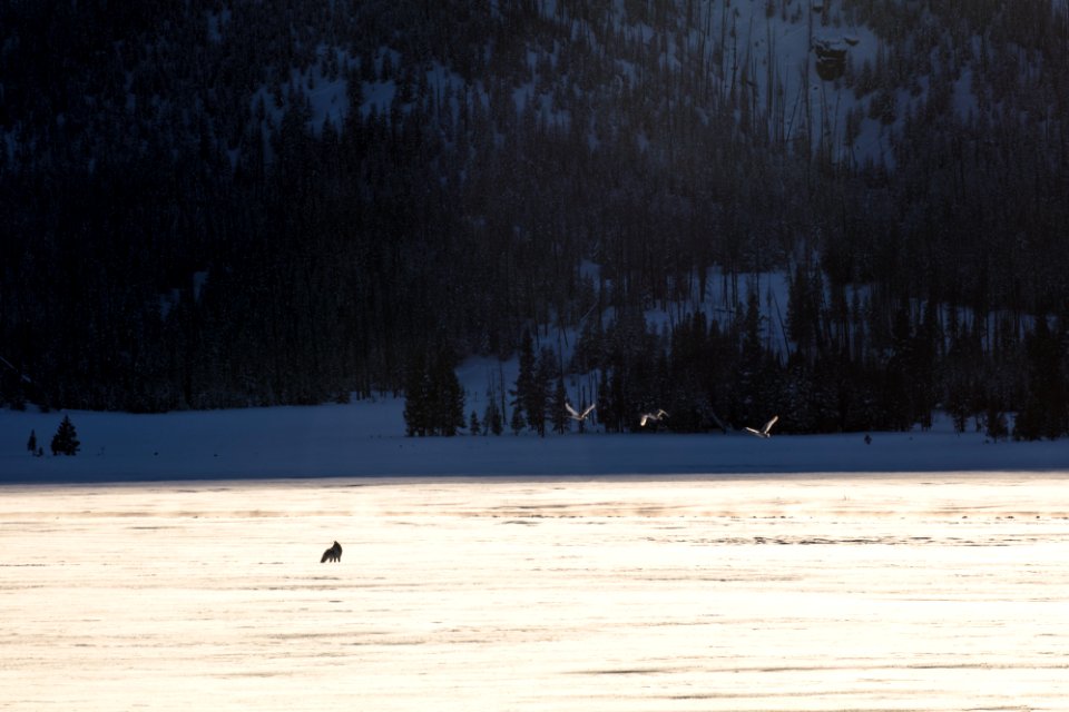 Coyote Silhouette in the Distance with Trumpeter Swans