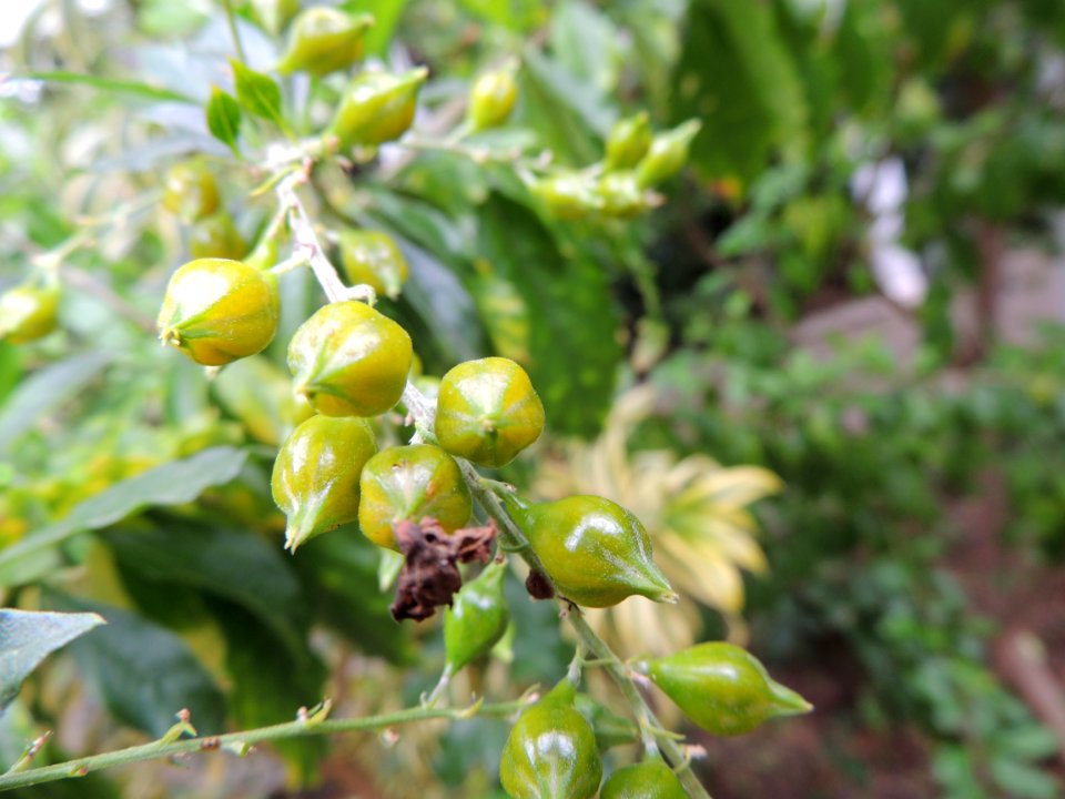 Duranta erecta L. Verbenaceae. "Tala blanca".