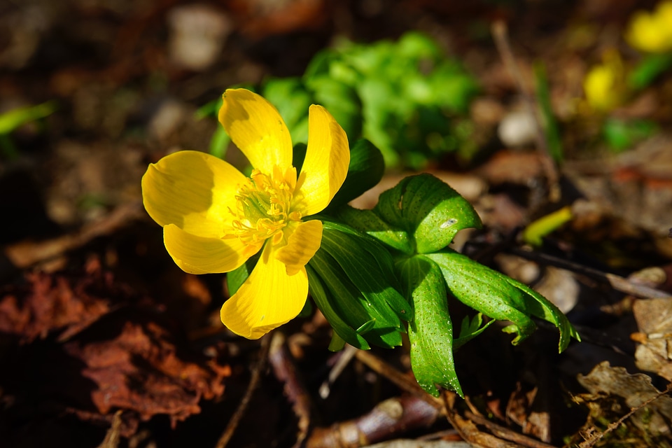 Bloom yellow eranthis hyemalis