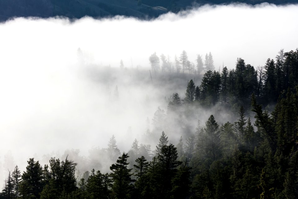Morning fog near Tower Fall