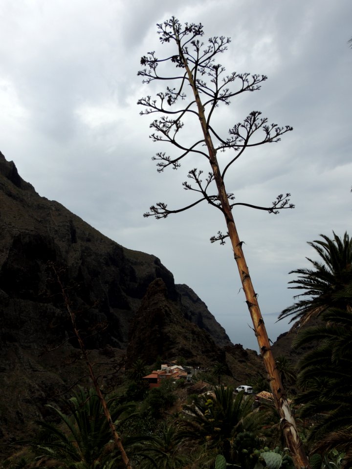 Agave americana L. Asparagaceae.