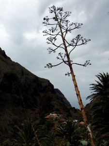 Agave americana L. Asparagaceae.