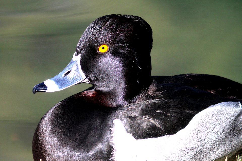 043 - RING-NECKED DUCK (1-30-13) encanto park, phoenix, maricopa co, az  (1)