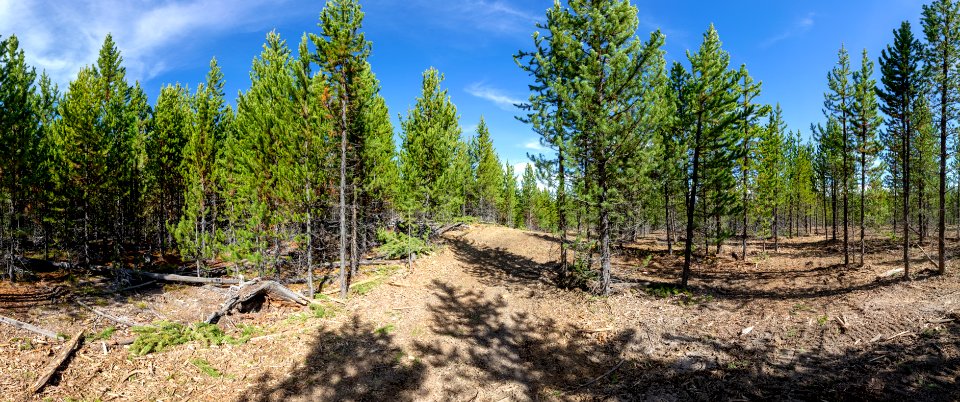 Grant fuels project: panorama showing before and after treatment from left to right