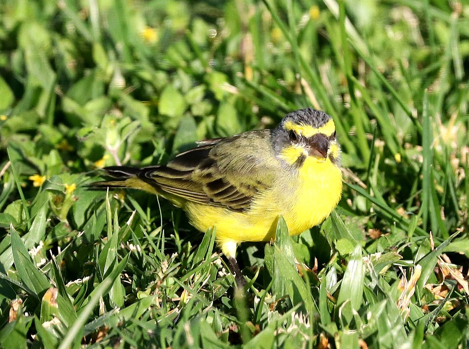 YELLOW-FRONTED CANARY (5-9-2018) hale koa hotel, honolulu, oahu co, hawaii -01