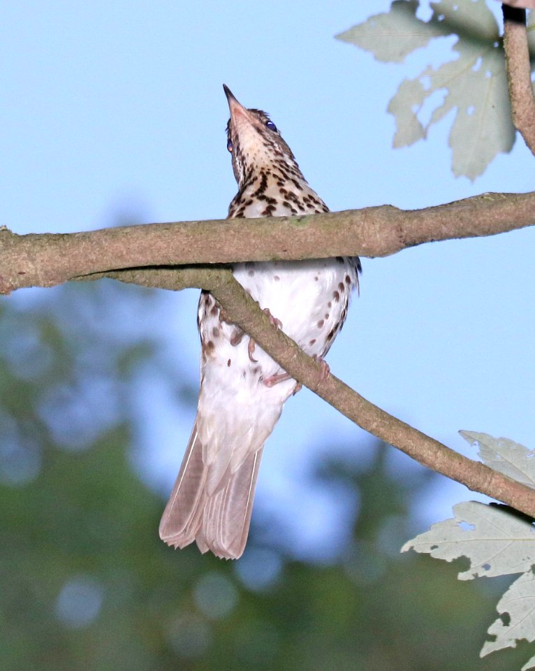 746 - WOOD THRUSH (6-10-2017) howell woods learning center, johnston co, nc -01 (2)
