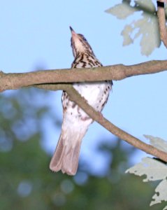 746 - WOOD THRUSH (6-10-2017) howell woods learning center, johnston co, nc -01 (2)