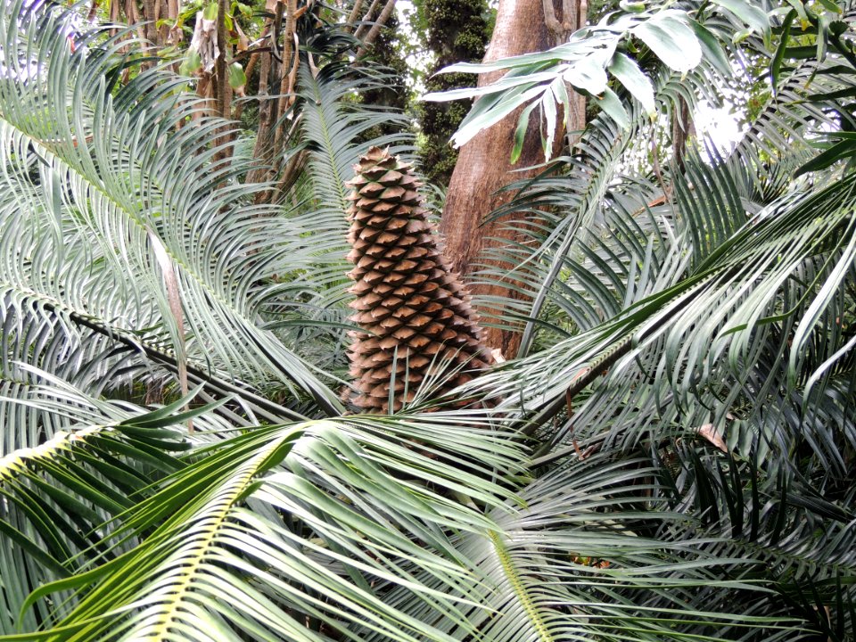 Lepidozamia peroffskyana Regel. Zamiaceae.