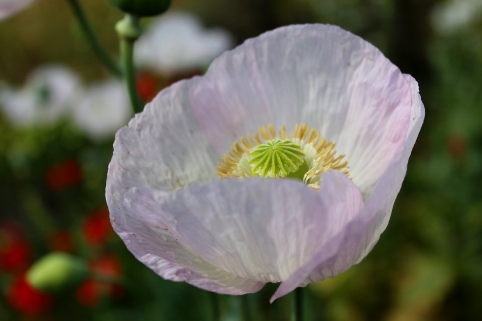 Papaver somniferum L. III. Papaveraceae. "Adormidera u opio".