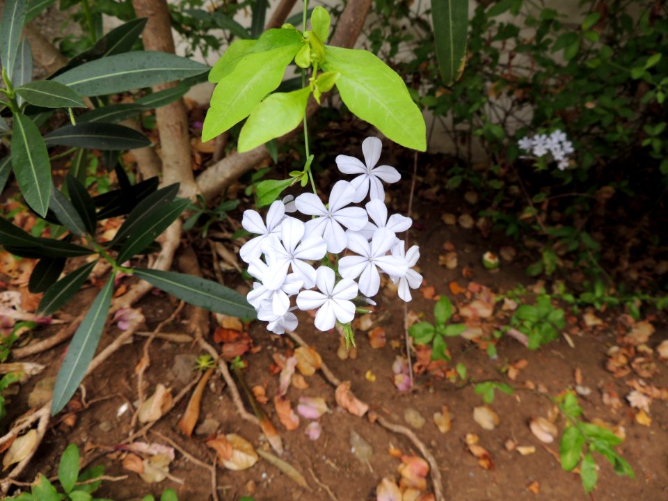 Plumbago auriculata Lam. Plumbaginaceae.