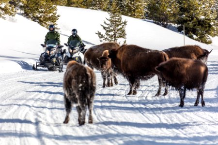 Snowmobiles passing bison on the road (4)