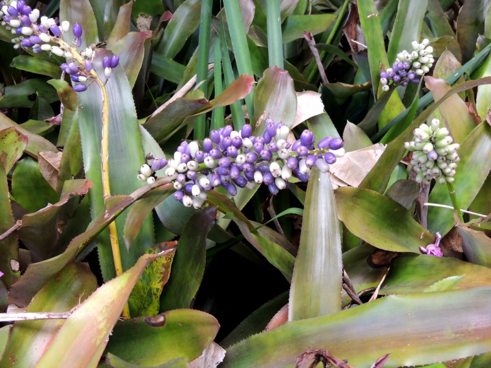 Aechmea lueddemanniana (Brongn. ex K. Koch) Mez. Bromeliaceae.