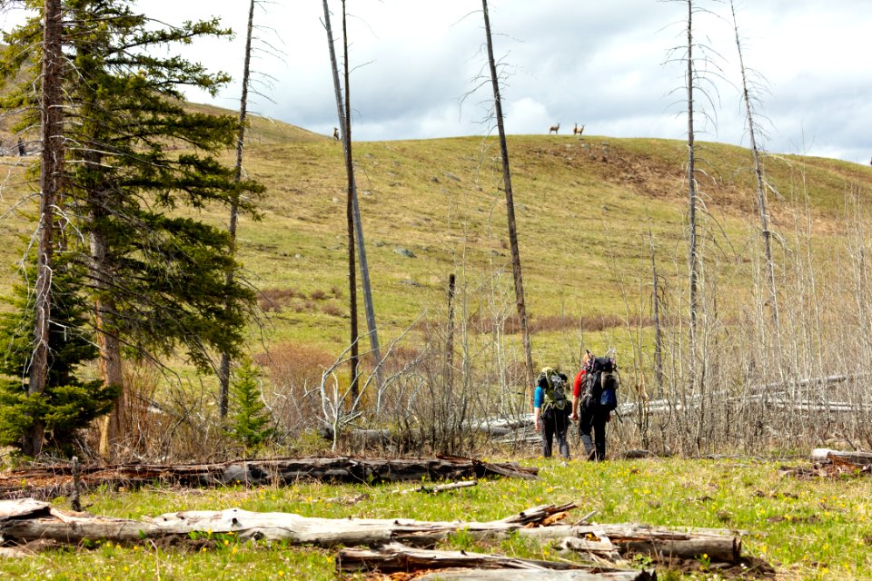 Hikers on the Buffalo Plateau Trail