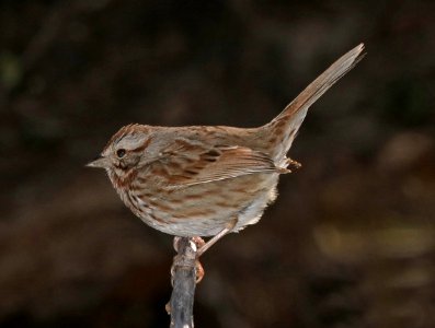 892 - SONG SPARROW (2-25-2017) patagonia lake, santa cruz co, az -01