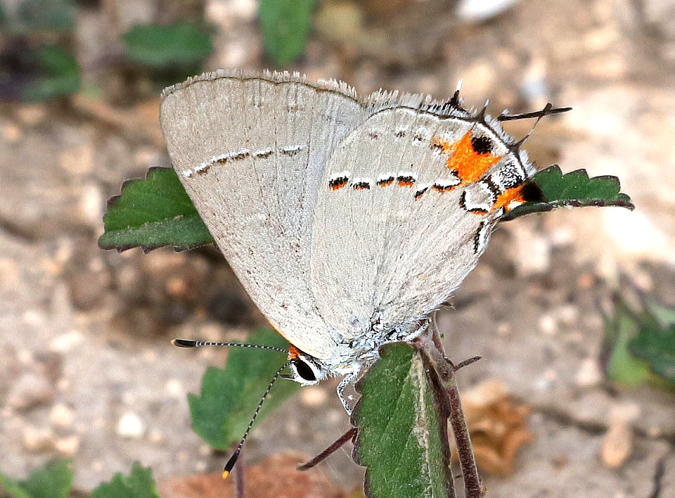 HAIRSTREAK, GRAY (Strymon melinus) (10-23-2016) edwards co, texas (2)