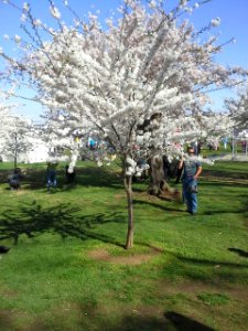 Prunus sp.