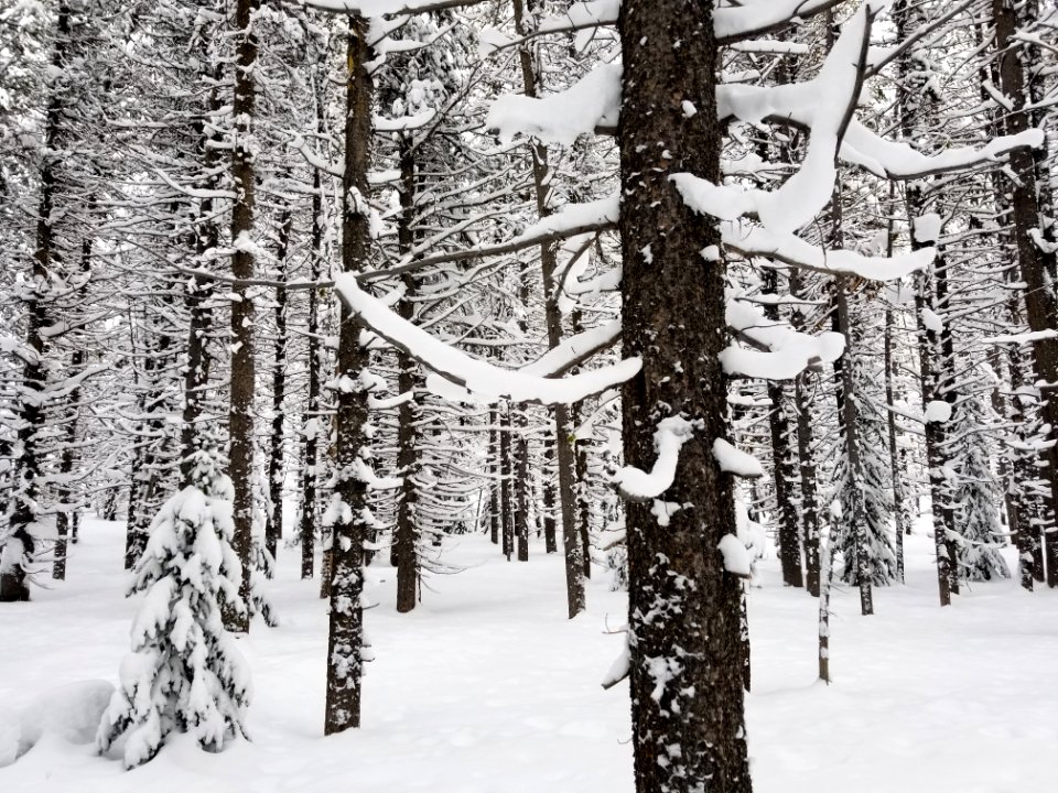 Mixed conifer forest