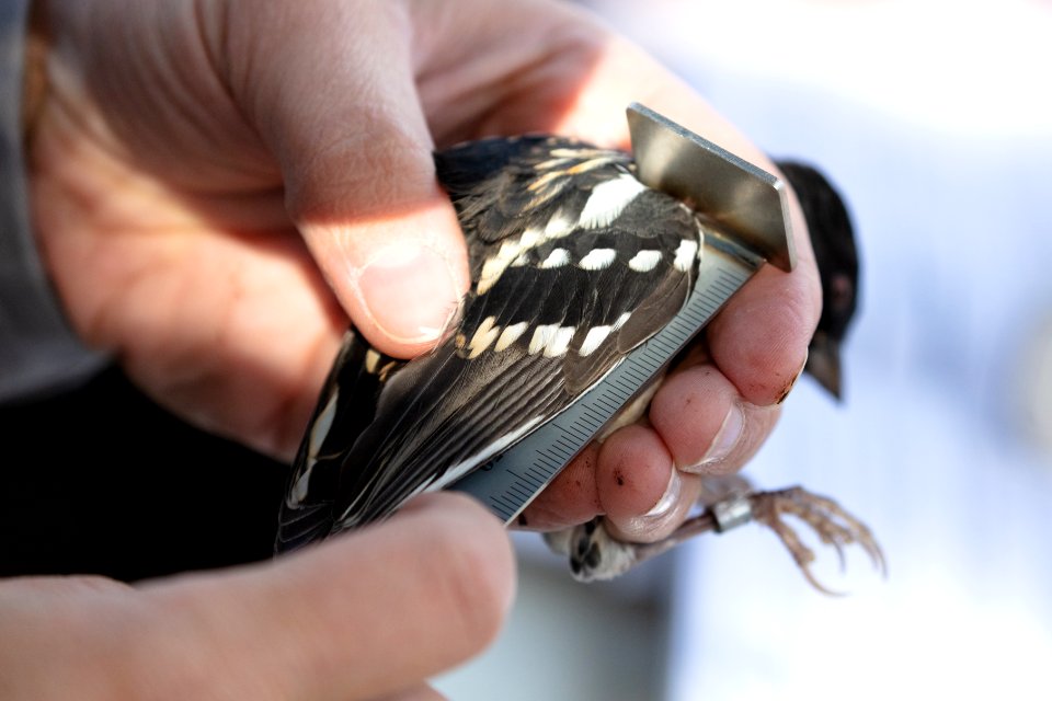 Yellowstone Bird Program (24): Wildlife Biologist Lauren Walker measuring the wing of a spotted towhee