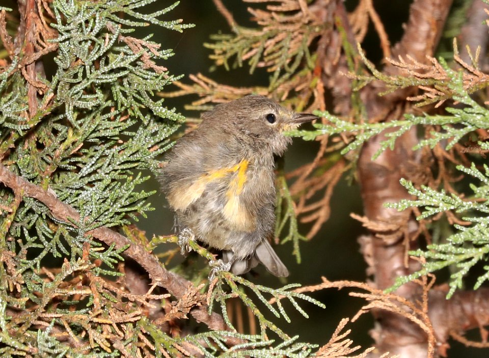 838 - GRACE'S WARBLER (7-4-2018) immature, timbercamp campground, tonto forest, gila co, az -01