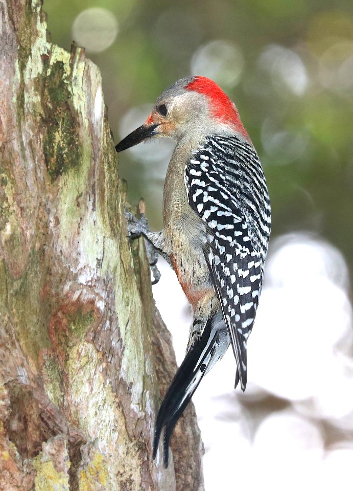 527 - RED-BELLIED WOODPECKER (1-7-2020) brewer park, south miami, miami-dade co, fl -02