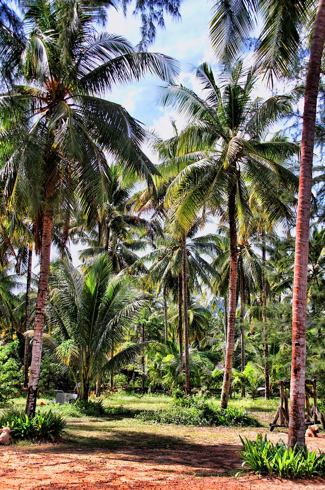Landscape asia nature