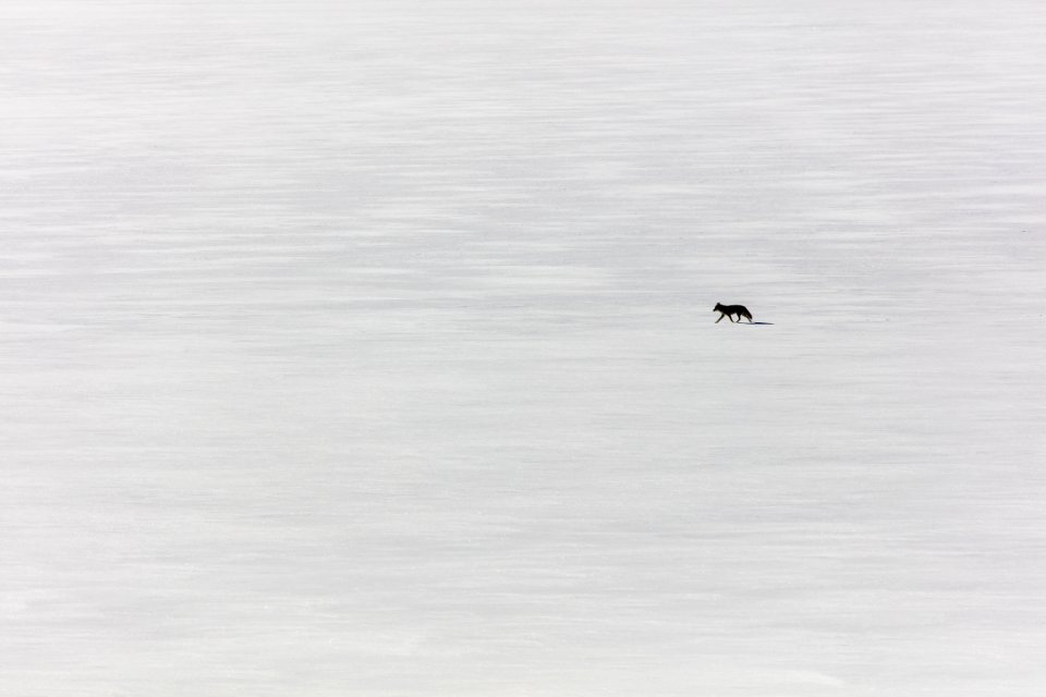 Lone Coyote on Yellowstone Lake