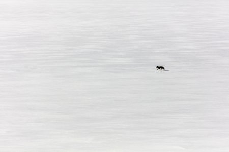 Lone Coyote on Yellowstone Lake photo