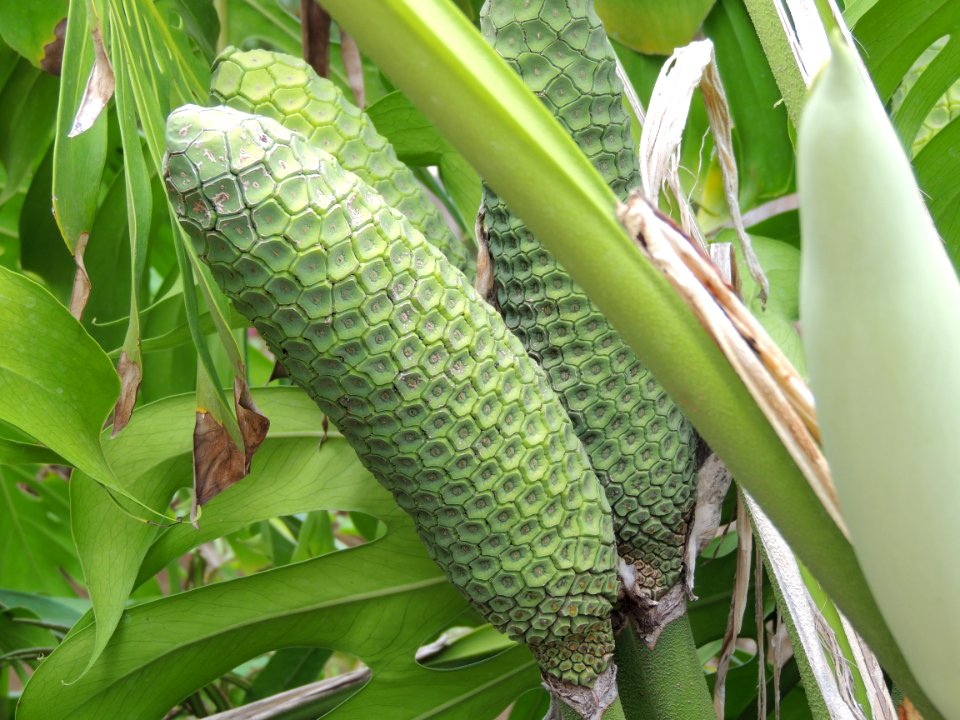 Monstera deliciosa Liebm. Araceae.