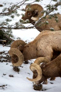 Bighorn sheep rams photo