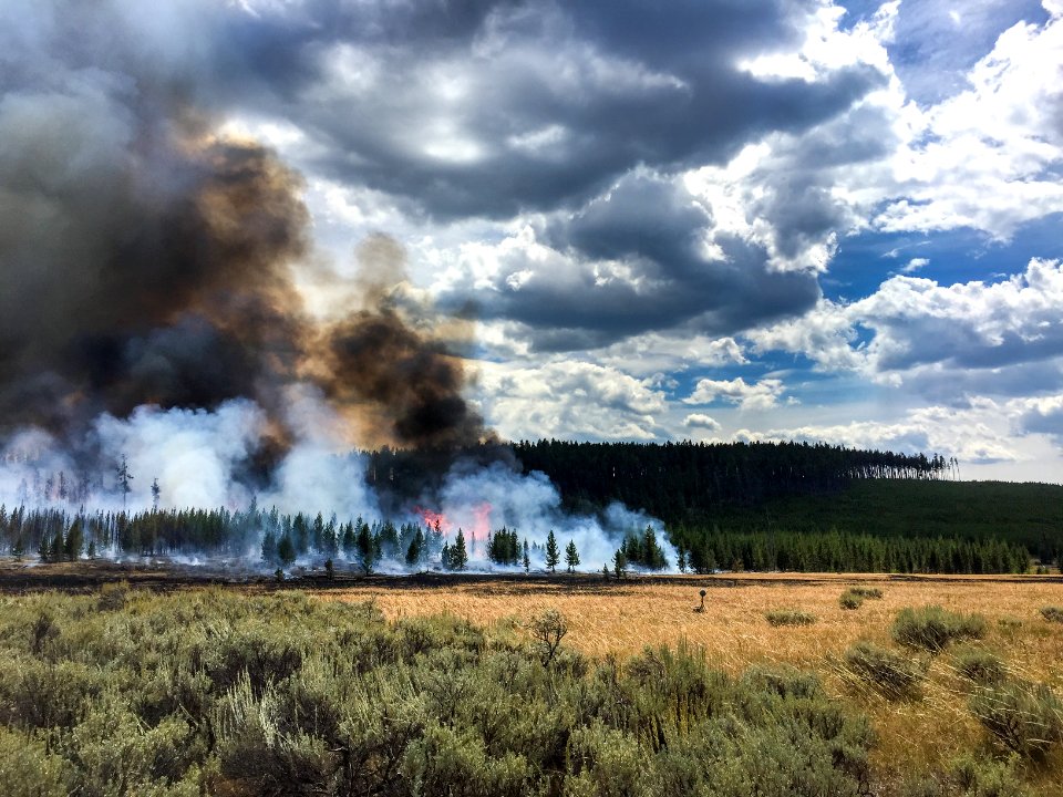The Maple Fire