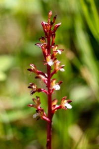 Spotted coralroot - Corallorhiza maculata