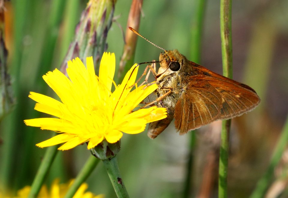 SKIPPER, DION (Euphyes dion) (6-4-2017) railroad ditch road, great dismal swamp nwr, virginia-01