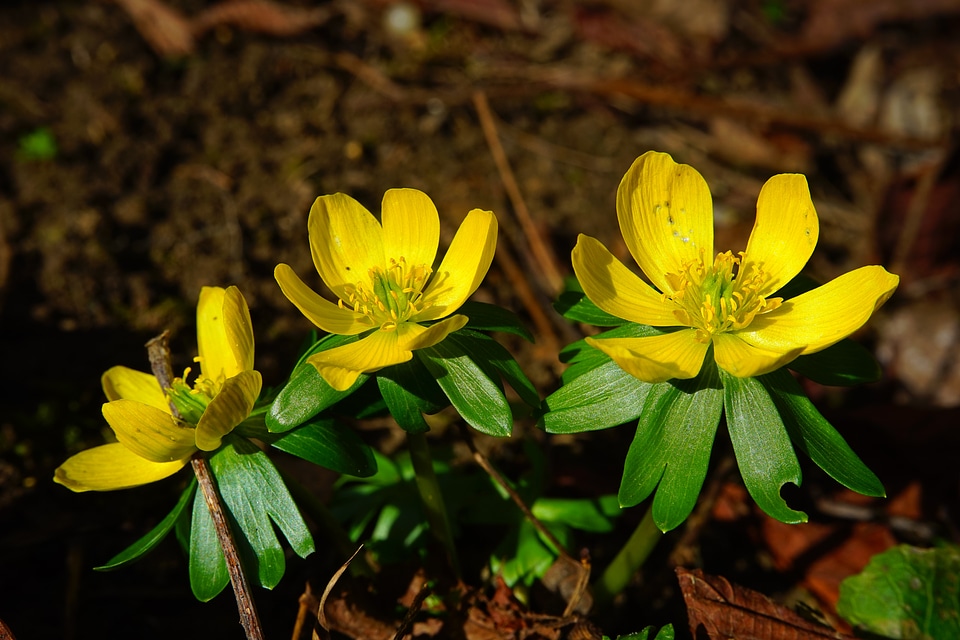 Bloom yellow eranthis hyemalis