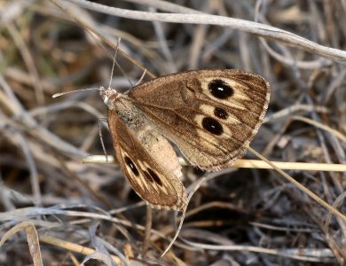 SATYR, RIDING'S (Oeneis ridingsii) (6-18-2020) luna lake, near alpine, apache co, az -23