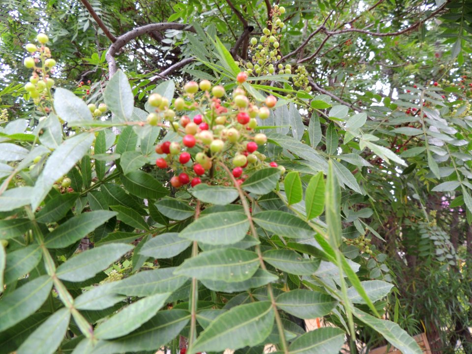Zanthoxylum piperitum DC. Rutaceae.