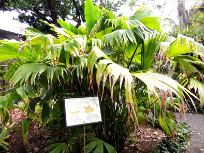 Carludovica palmata Ruiz & Pav. Cyclanthaceae. "Jipijapa, junco, Panama hat palm".