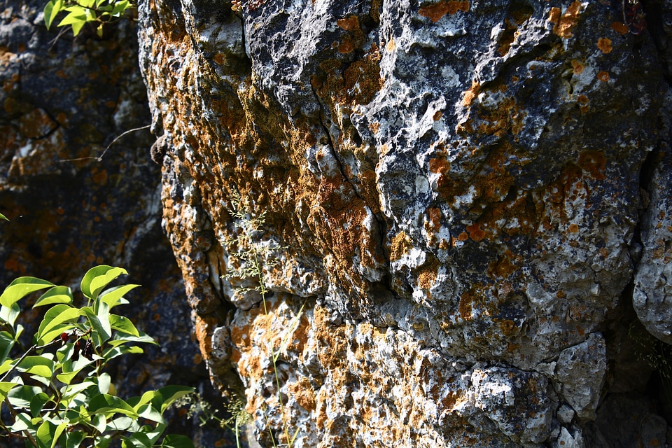 Bemoost nature forest