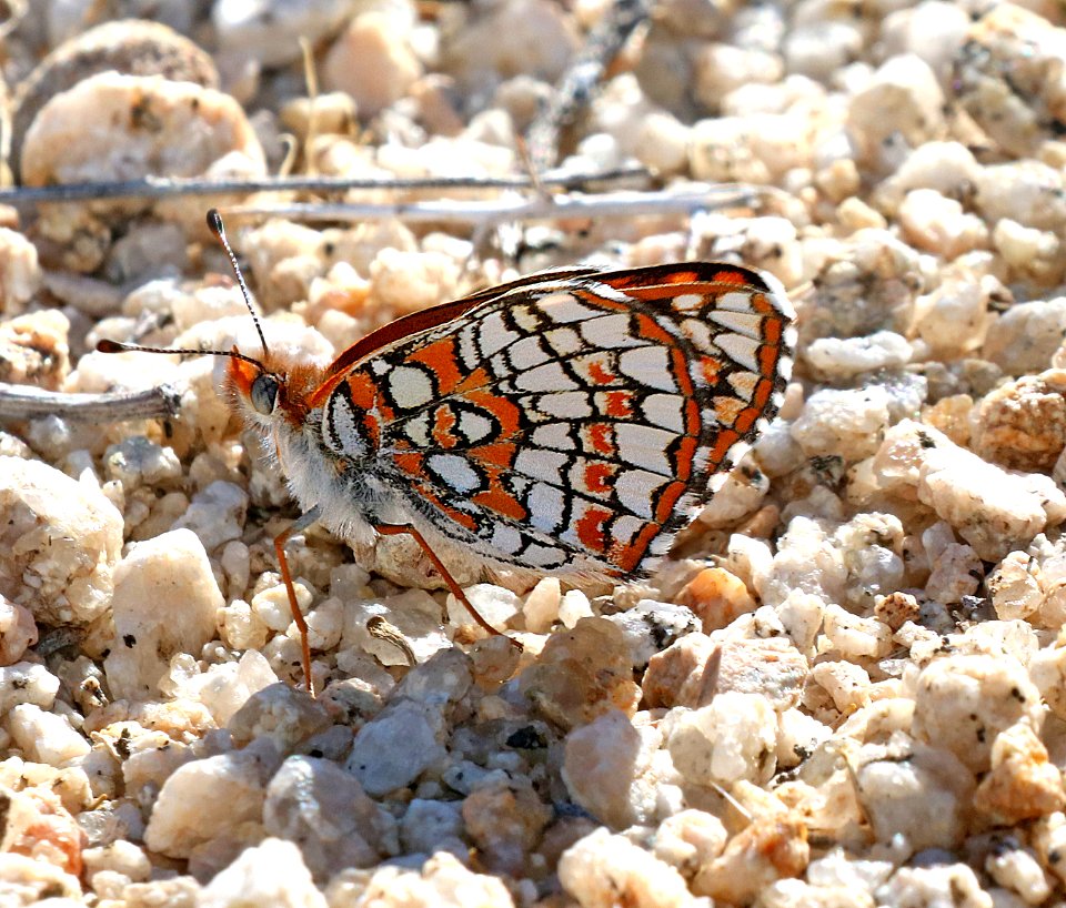 CHECKERSPOT, SAGEBRUSH (Chlosyne acastus neumoegeni)(3-11-2016) mojave form, granite peak, san bernadino co, ca (1)