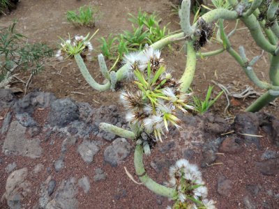 Kleinia neriifolia Haw. Compositae o Asteraceae. "Berode, Berol, Verode, verol".