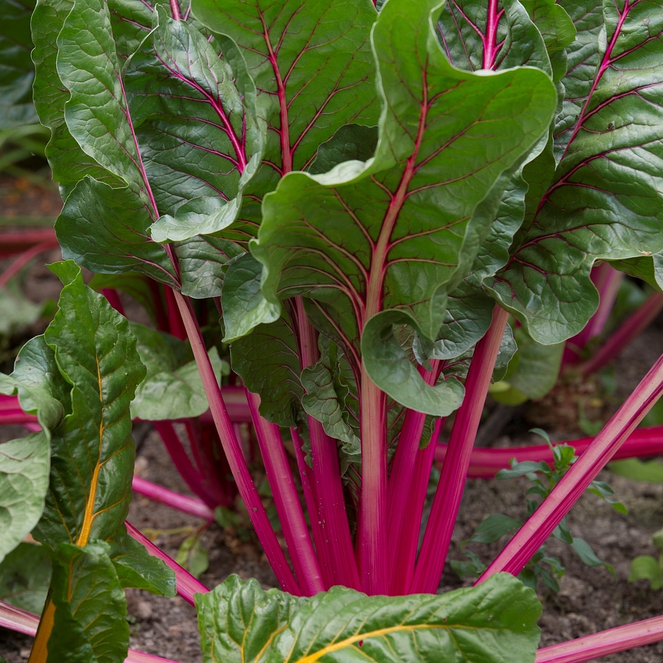 Plant cultivation harvest