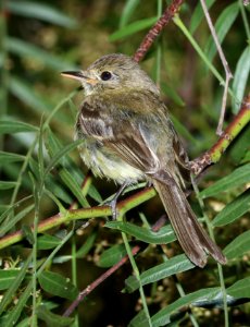 583 - PACIFIC-SLOPE FLYCATCHER (8-6-2017) sanluis obispo co, ca (3)