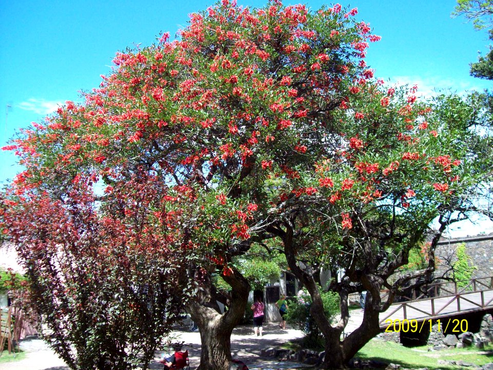 Erythrina crista-galli L. Fabaceae o Leguminosae. "Seibo".