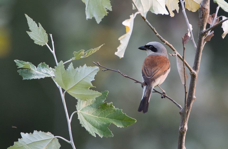 Shrike general perched beak