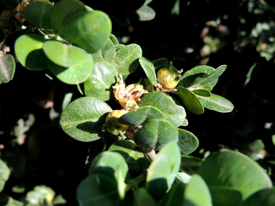 Buxus sempervirens L. Buxaceae. "Boj"